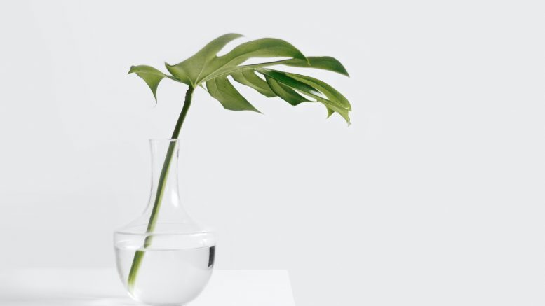 Où trouver des plantes d'intérieur pas chères ?